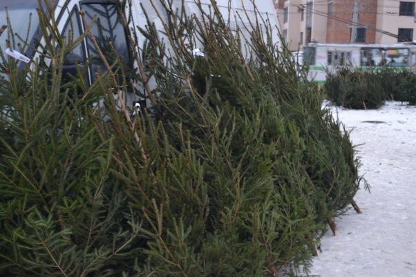 Скільки коштують “живі” ялинки у Хмельницькому, фото №2 на сайті vsim.ua