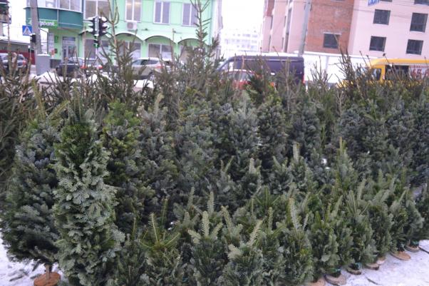 Скільки коштують “живі” ялинки у Хмельницькому, фото №4 на сайті vsim.ua