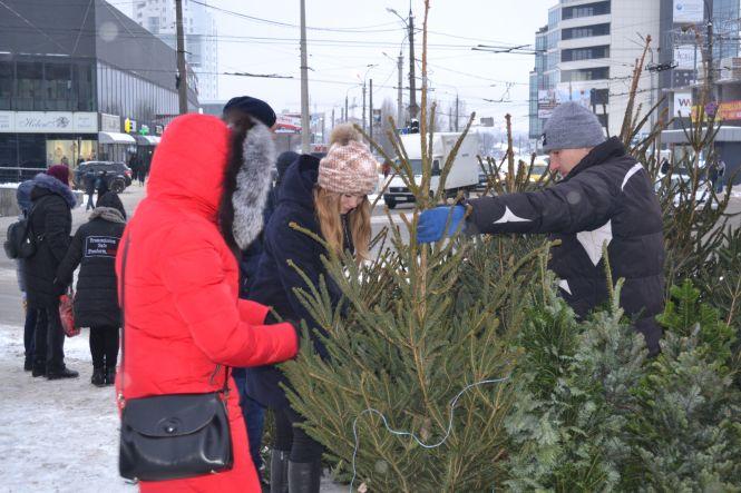 Скільки коштують “живі” ялинки у Хмельницькому, фото №8 на сайті vsim.ua