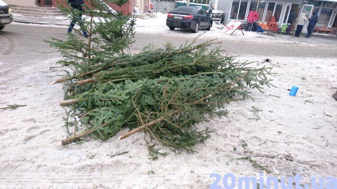 Новини Тернополя - фото з Скільки коштує "жива" ялинка на ринку в Тернополі Скільки коштує "жива" ялинка на ринку в Тернополі, фото №3 на сайті 20minut.ua