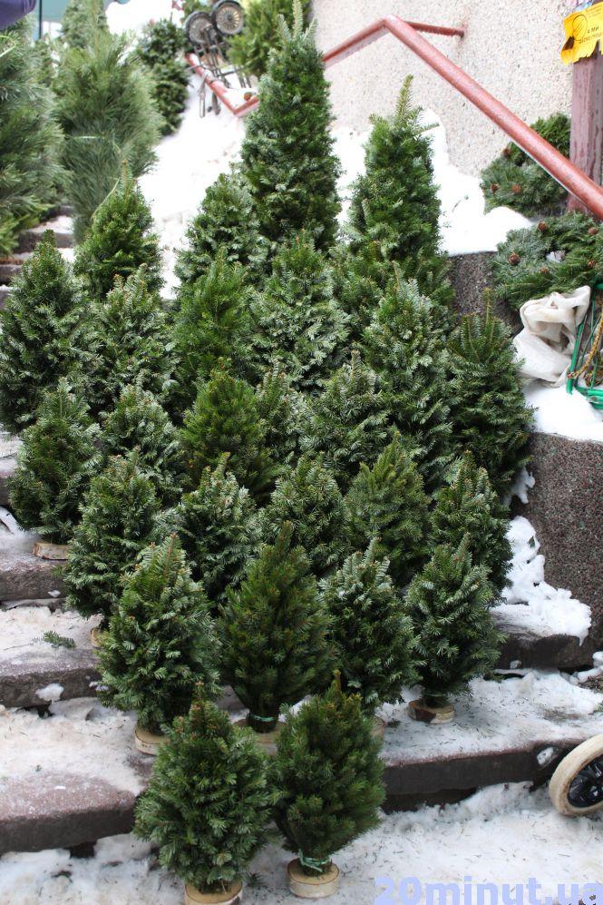 Новини Тернополя - фото з Скільки коштує "жива" ялинка на ринку в Тернополі Скільки коштує "жива" ялинка на ринку в Тернополі, фото №1 на сайті 20minut.ua