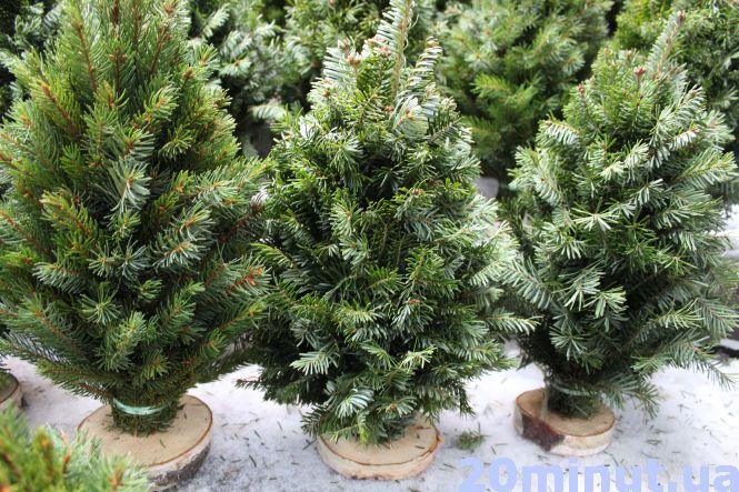 Новини Тернополя - фото з Скільки коштує "жива" ялинка на ринку в Тернополі Скільки коштує "жива" ялинка на ринку в Тернополі, фото №2 на сайті 20minut.ua