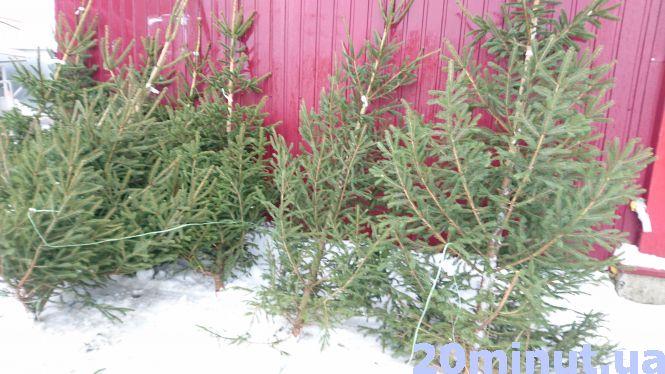 Новини Тернополя - фото з Скільки коштує "жива" ялинка на ринку в Тернополі Скільки коштує "жива" ялинка на ринку в Тернополі, фото №4 на сайті 20minut.ua