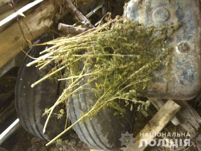 Новини Вінниці - фото з Житель Погребищенського району «знайшов» три кілограми коноплі Житель Погребищенського району «знайшов» три кілограми коноплі, фото №1 на сайті 20minut.ua