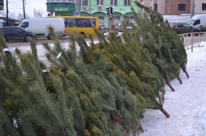 День Святого Миколая, ціни на ялинки та заритий сміттєвий контейнер: ТОП-5 новин тижня у Хмельницькому, фото №4 на сайті vsim.ua