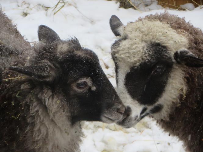 Новини Хмельницького - фото з Фото дня: біля ялинки на Проскурівській з’явилися живі овечки та коза Фото дня: біля ялинки на Проскурівській з’явилися живі овечки та коза, фото №8 на сайті vsim.ua