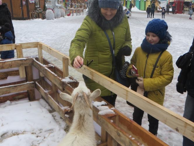 Новини Хмельницького - фото з Фото дня: біля ялинки на Проскурівській з’явилися живі овечки та коза Фото дня: біля ялинки на Проскурівській з’явилися живі овечки та коза, фото №13 на сайті vsim.ua