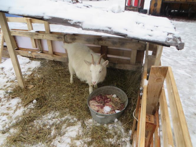 Новини Хмельницького - фото з Фото дня: біля ялинки на Проскурівській з’явилися живі овечки та коза Фото дня: біля ялинки на Проскурівській з’явилися живі овечки та коза, фото №11 на сайті vsim.ua