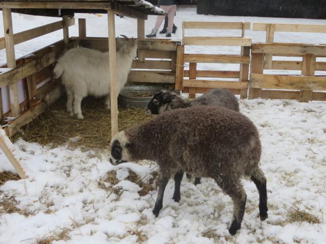Новини Хмельницького - фото з Фото дня: біля ялинки на Проскурівській з’явилися живі овечки та коза Фото дня: біля ялинки на Проскурівській з’явилися живі овечки та коза, фото №5 на сайті vsim.ua