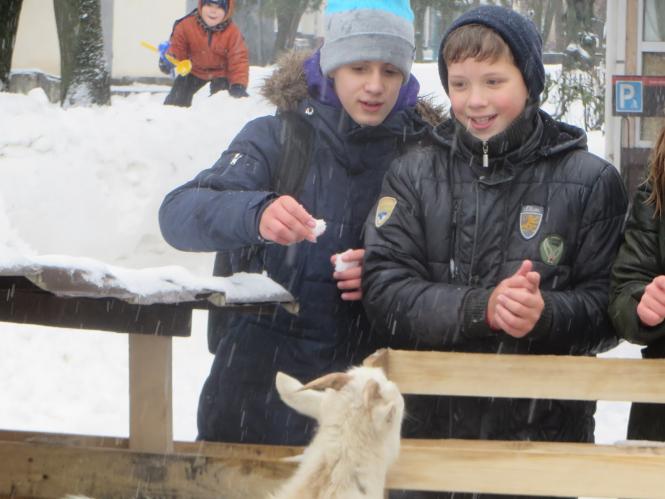 Новини Хмельницького - фото з Фото дня: біля ялинки на Проскурівській з’явилися живі овечки та коза Фото дня: біля ялинки на Проскурівській з’явилися живі овечки та коза, фото №7 на сайті vsim.ua