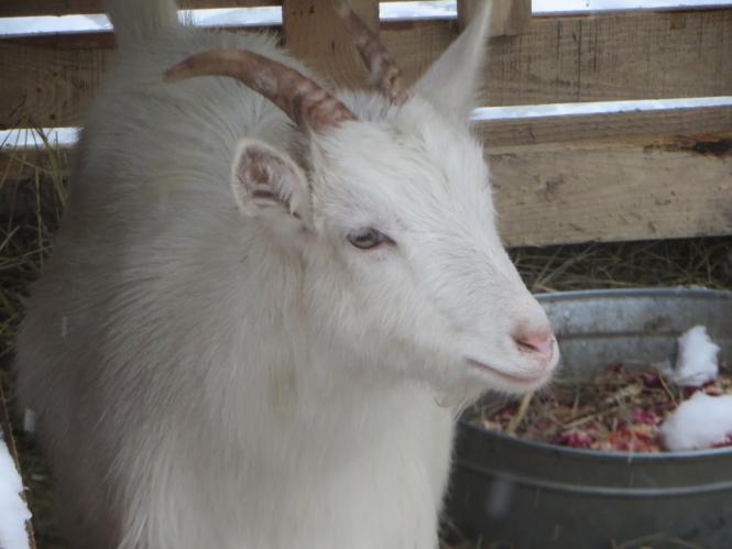Новини Хмельницького - фото з Фото дня: біля ялинки на Проскурівській з’явилися живі овечки та коза Фото дня: біля ялинки на Проскурівській з’явилися живі овечки та коза, фото №12 на сайті vsim.ua