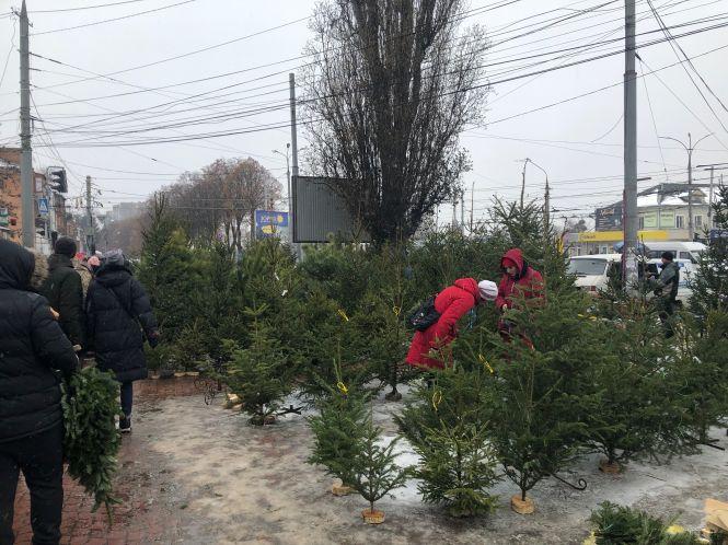 Новини Вінниці - фото з Де та за скільки придбати новорічну ялинку у Вінниці? Де та за скільки придбати новорічну ялинку у Вінниці?, фото №5 на сайті 20minut.ua