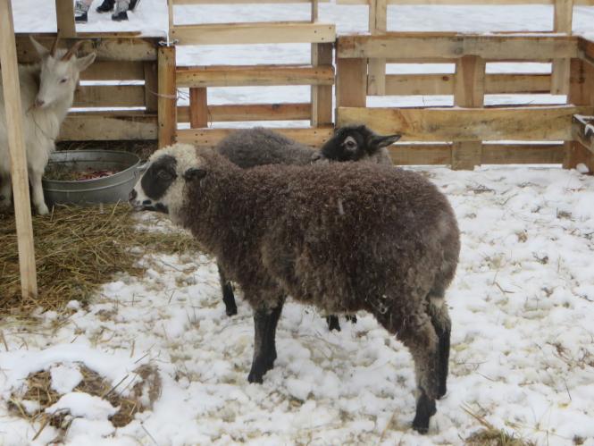 Новини Хмельницького - фото з Фото дня: біля ялинки на Проскурівській з’явилися живі овечки та коза Фото дня: біля ялинки на Проскурівській з’явилися живі овечки та коза, фото №2 на сайті vsim.ua