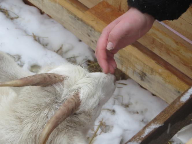 Новини Хмельницького - фото з Фото дня: біля ялинки на Проскурівській з’явилися живі овечки та коза Фото дня: біля ялинки на Проскурівській з’явилися живі овечки та коза, фото №14 на сайті vsim.ua