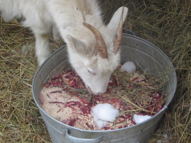 Новини Хмельницького - фото з Фото дня: біля ялинки на Проскурівській з’явилися живі овечки та коза Фото дня: біля ялинки на Проскурівській з’явилися живі овечки та коза, фото №10 на сайті vsim.ua