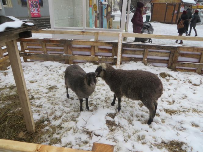Новини Хмельницького - фото з Фото дня: біля ялинки на Проскурівській з’явилися живі овечки та коза Фото дня: біля ялинки на Проскурівській з’явилися живі овечки та коза, фото №9 на сайті vsim.ua