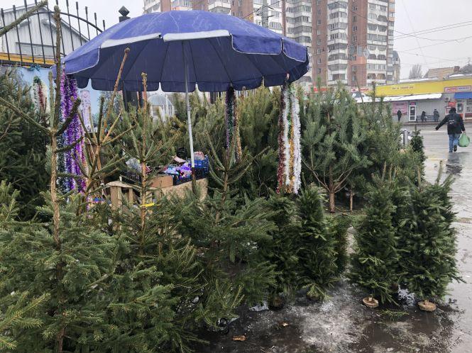 Новини Вінниці - фото з Де та за скільки придбати новорічну ялинку у Вінниці? Де та за скільки придбати новорічну ялинку у Вінниці?, фото №3 на сайті 20minut.ua
