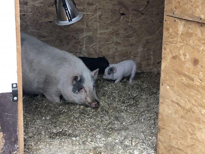 Новини Вінниці - фото з Вінницькі свинки: як живуть символи майбутнього року Вінницькі свинки: як живуть символи майбутнього року, фото №8 на сайті 20minut.ua