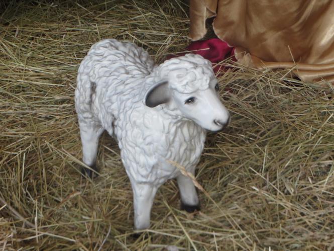 Новини Хмельницького - фото з Як виглядають різдвяні вертепи у костелах Хмельницького Як виглядають різдвяні вертепи у костелах Хмельницького, фото №4 на сайті vsim.ua