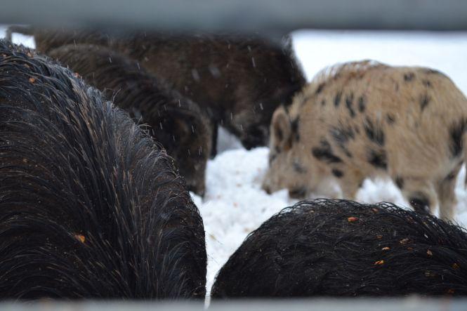 Новини Вінниці - фото з Вінницькі свинки: як живуть символи майбутнього року Вінницькі свинки: як живуть символи майбутнього року, фото №2 на сайті 20minut.ua