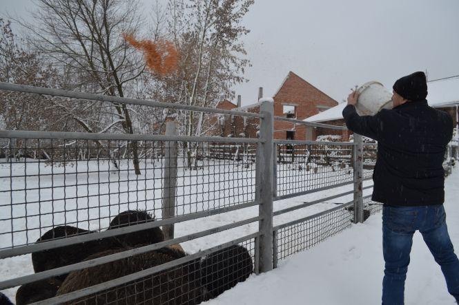 Новини Вінниці - фото з Вінницькі свинки: як живуть символи майбутнього року Вінницькі свинки: як живуть символи майбутнього року, фото №1 на сайті 20minut.ua