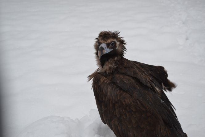 Новини Вінниці - фото з Вінницькі свинки: як живуть символи майбутнього року Вінницькі свинки: як живуть символи майбутнього року, фото №5 на сайті 20minut.ua