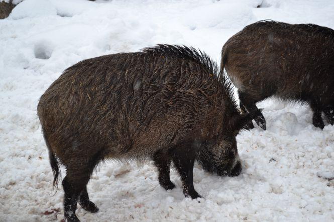 Новини Вінниці - фото з Вінницькі свинки: як живуть символи майбутнього року Вінницькі свинки: як живуть символи майбутнього року, фото №3 на сайті 20minut.ua
