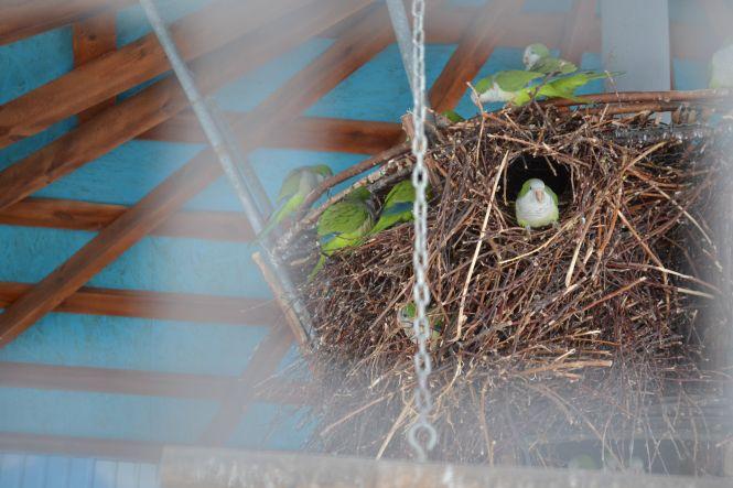 Новини Вінниці - фото з Вінницькі свинки: як живуть символи майбутнього року Вінницькі свинки: як живуть символи майбутнього року, фото №6 на сайті 20minut.ua