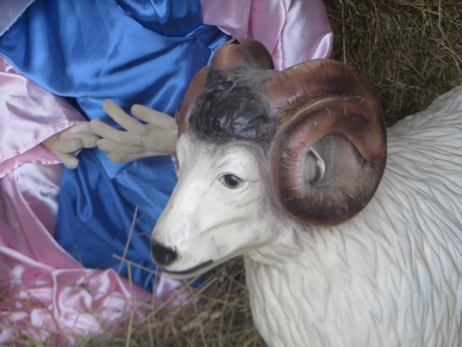 Новини Хмельницького - фото з Як виглядають різдвяні вертепи у костелах Хмельницького Як виглядають різдвяні вертепи у костелах Хмельницького, фото №3 на сайті vsim.ua