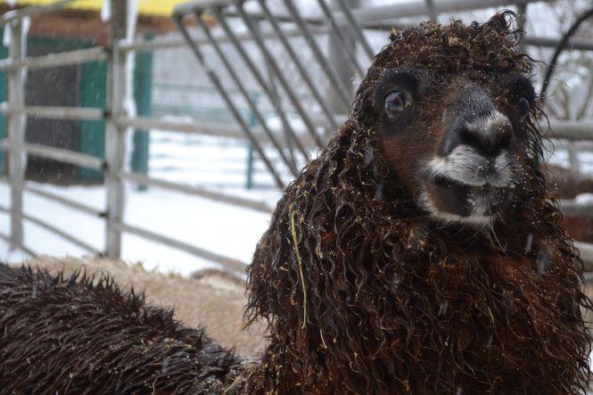 Новини Вінниці - фото з Вінницькі свинки: як живуть символи майбутнього року Вінницькі свинки: як живуть символи майбутнього року, фото №4 на сайті 20minut.ua