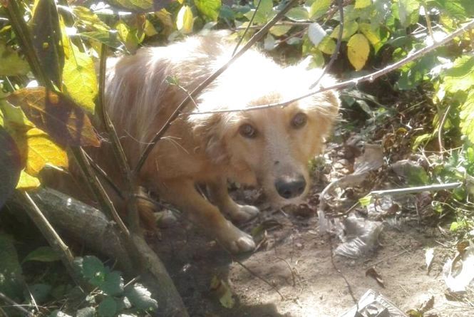 Рятували «Хатіко», ловили зооманіяків і обрали найкращого пса. Чуттєві історії року собаки, фото №1 на сайті 20minut.ua