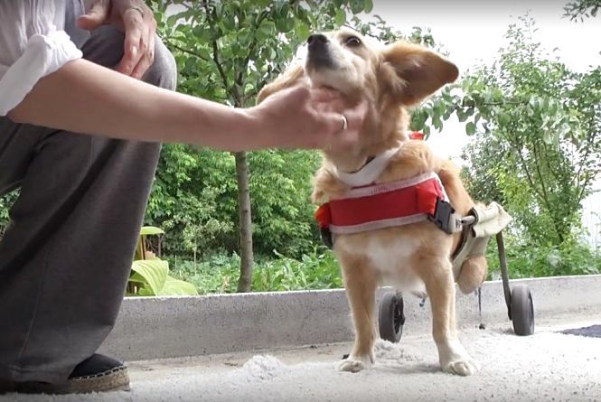 Рятували «Хатіко», ловили зооманіяків і обрали найкращого пса. Чуттєві історії року собаки, фото №2 на сайті 20minut.ua