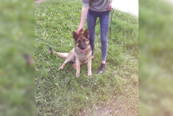 Рятували «Хатіко», ловили зооманіяків і обрали найкращого пса. Чуттєві історії року собаки, фото №4 на сайті 20minut.ua