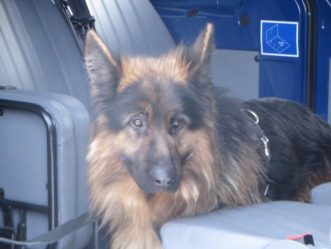 Хмельницькі поліцейські показали дітям амуніцію, навчили правил дорожнього руху та пригостили солодощами, фото №15 на сайті vsim.ua