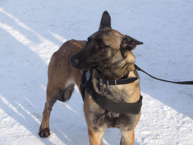 Хмельницькі поліцейські показали дітям амуніцію, навчили правил дорожнього руху та пригостили солодощами, фото №13 на сайті vsim.ua