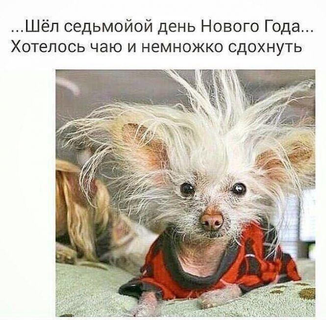 Новини Козятина - фото з Новий вид привітань у інтернеті (оновлено)