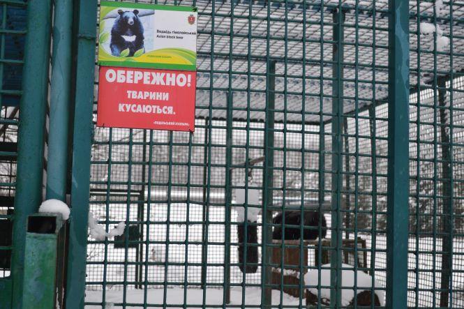 Новини Вінниці - фото з Гімалайські вже сплять, а бурі ще ні: як живуть ведмеді у Подільському зоопарку Гімалайські вже сплять, а бурі ще ні: як живуть ведмеді у Подільському зоопарку, фото №1 на сайті 20minut.ua