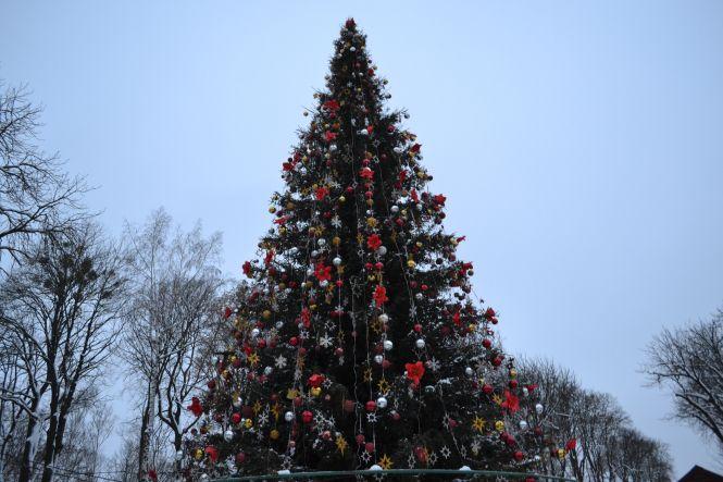 Що робити з «живою» ялинкою після завершення новорічних свят?, фото №1 на сайті 20minut.ua