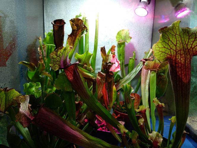 “Якщо один листок “з’їсть” комаху, рослина буде сита”. У Тернополі можна побачити рослин-хижаків та тварин з джунглів, фото №4 на сайті 20minut.ua