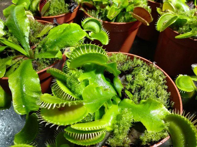 “Якщо один листок “з’їсть” комаху, рослина буде сита”. У Тернополі можна побачити рослин-хижаків та тварин з джунглів, фото №2 на сайті 20minut.ua