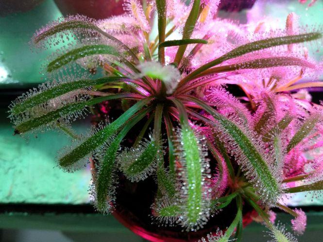 “Якщо один листок “з’їсть” комаху, рослина буде сита”. У Тернополі можна побачити рослин-хижаків та тварин з джунглів, фото №3 на сайті 20minut.ua