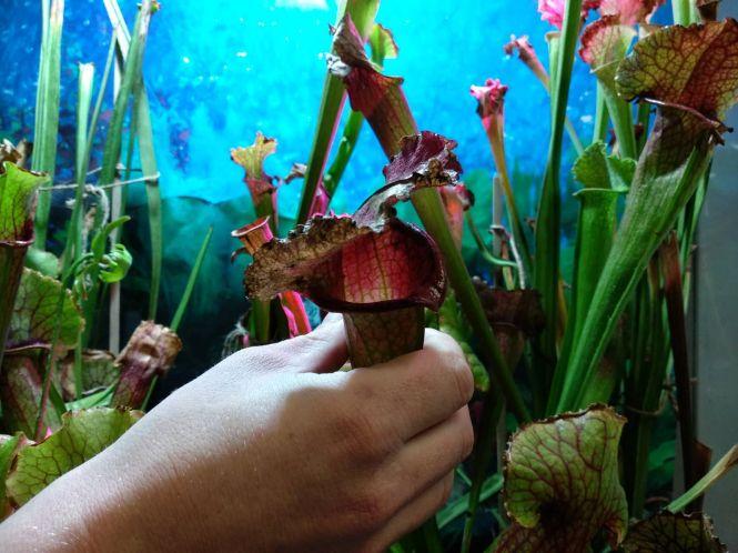 “Якщо один листок “з’їсть” комаху, рослина буде сита”. У Тернополі можна побачити рослин-хижаків та тварин з джунглів, фото №5 на сайті 20minut.ua