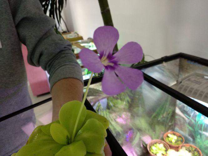 “Якщо один листок “з’їсть” комаху, рослина буде сита”. У Тернополі можна побачити рослин-хижаків та тварин з джунглів, фото №1 на сайті 20minut.ua