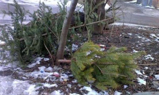 Новини Хмельницького - фото з Викидають навіть на проїжджу частину: куди діваються ялинки хмельничан Викидають навіть на проїжджу частину: куди діваються ялинки хмельничан, фото №2 на сайті vsim.ua