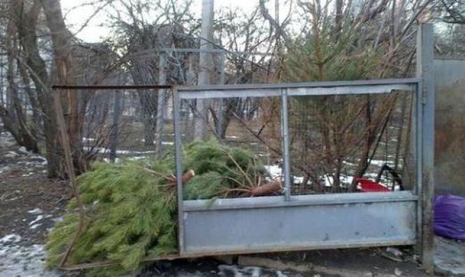 Новини Хмельницького - фото з Викидають навіть на проїжджу частину: куди діваються ялинки хмельничан Викидають навіть на проїжджу частину: куди діваються ялинки хмельничан, фото №4 на сайті vsim.ua