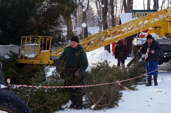 Новини Вінниці - фото з Фото дня: В парку розбирають новорічну ялинку Фото дня: В парку розбирають новорічну ялинку, фото №2 на сайті 20minut.ua
