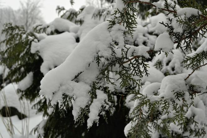 Новини Хмельницького - фото з Зимова казка: як виглядає засніжений Хмельницький (ФОТО, ВІДЕО) Зимова казка: як виглядає засніжений Хмельницький (ФОТО, ВІДЕО), фото №14 на сайті vsim.ua