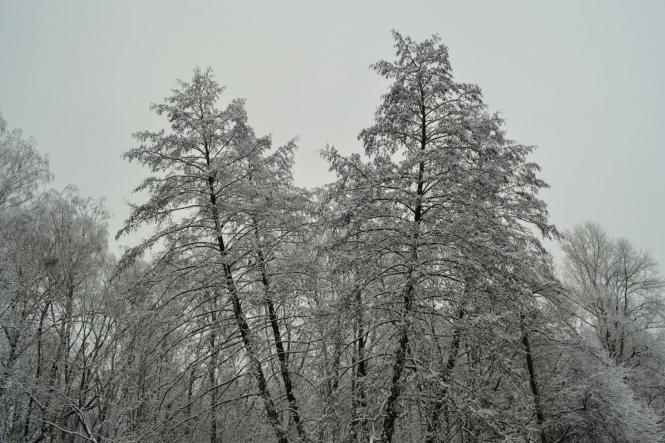 Новини Хмельницького - фото з Зимова казка: як виглядає засніжений Хмельницький (ФОТО, ВІДЕО) Зимова казка: як виглядає засніжений Хмельницький (ФОТО, ВІДЕО), фото №11 на сайті vsim.ua