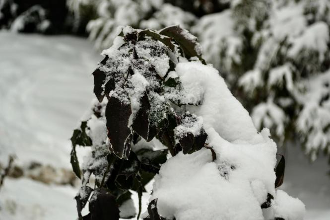 Новини Хмельницького - фото з Зимова казка: як виглядає засніжений Хмельницький (ФОТО, ВІДЕО) Зимова казка: як виглядає засніжений Хмельницький (ФОТО, ВІДЕО), фото №4 на сайті vsim.ua