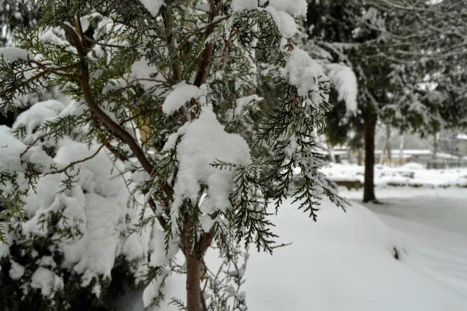 Новини Хмельницького - фото з Зимова казка: як виглядає засніжений Хмельницький (ФОТО, ВІДЕО) Зимова казка: як виглядає засніжений Хмельницький (ФОТО, ВІДЕО), фото №15 на сайті vsim.ua